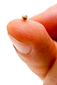A tiny mustard seed sits on a persons fingertip.